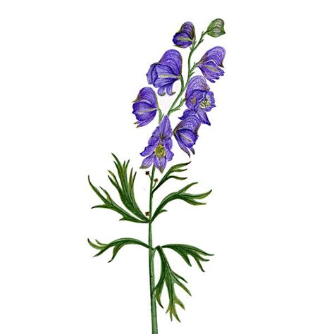 舟形烏頭|舟形烏頭 (Aconitum napellus) 照顧，種植，繁殖，開花時間